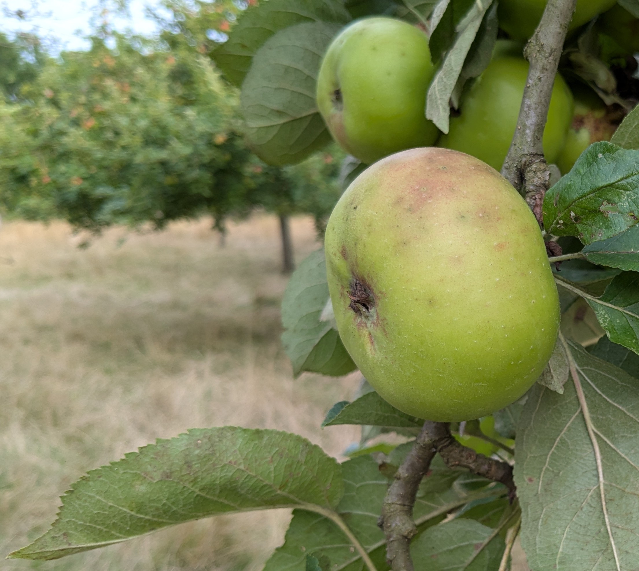 Bramley's Seedling